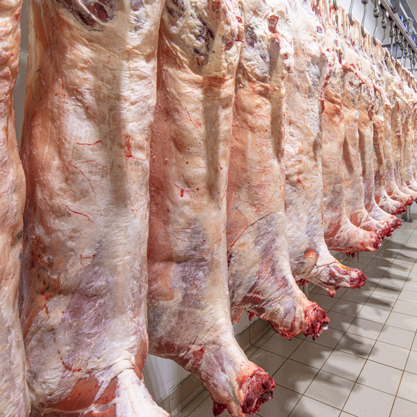 Meat