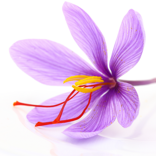 Saffron Extract