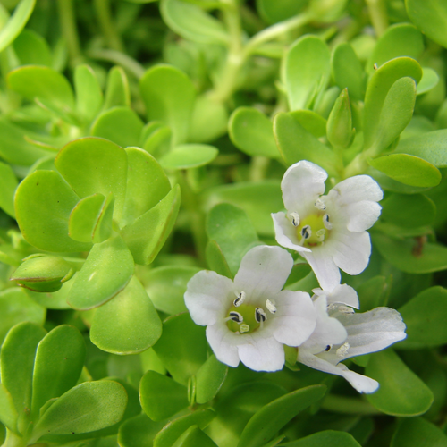 Bacopa_monnieri