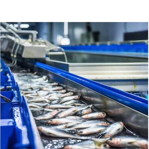 Seafood Processing Solutions