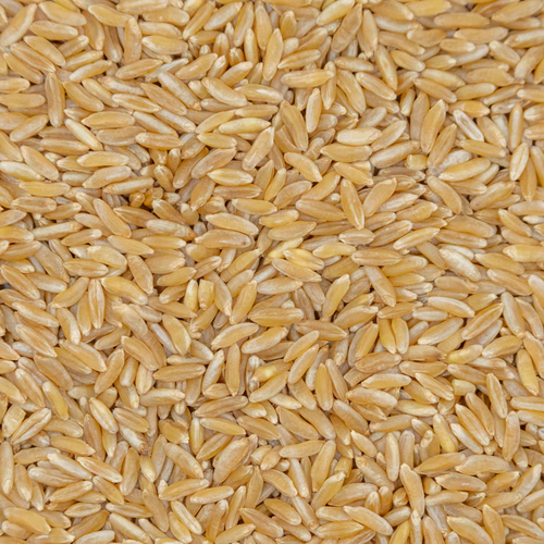 Canadian Khorasan Wheat