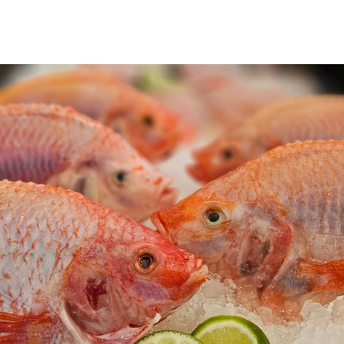 Whole Red Tilapia (Fresh or Frozen)
