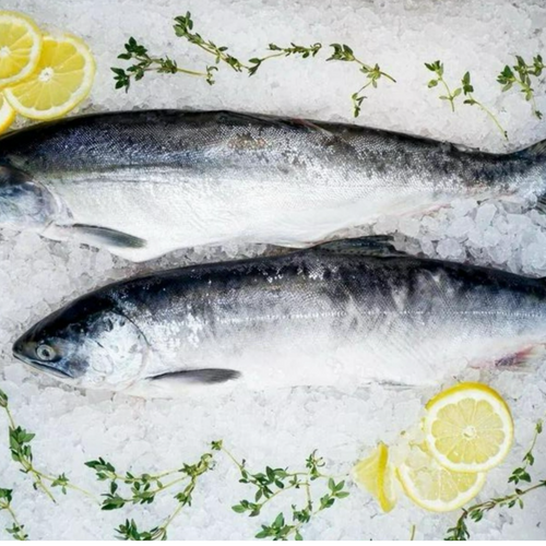 Wild caught pink salmon gutted.