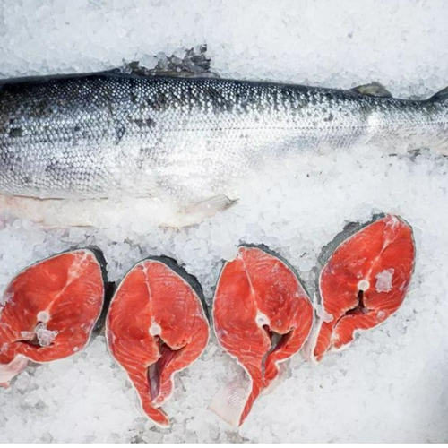 Wild caught of chum salmon gutted