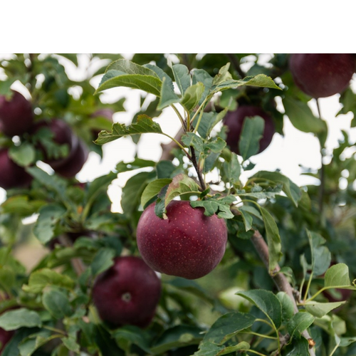 Soluna™ apples