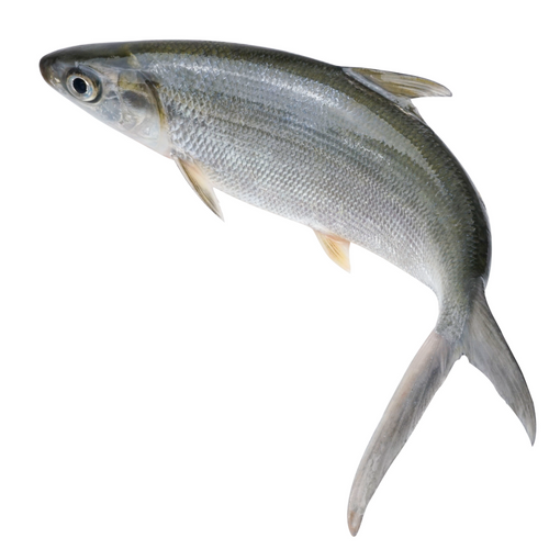 Frozen Milkfish